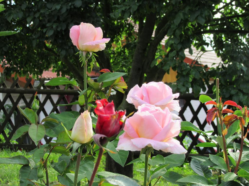 Hotel Haus Orchideental יינה מראה חיצוני תמונה